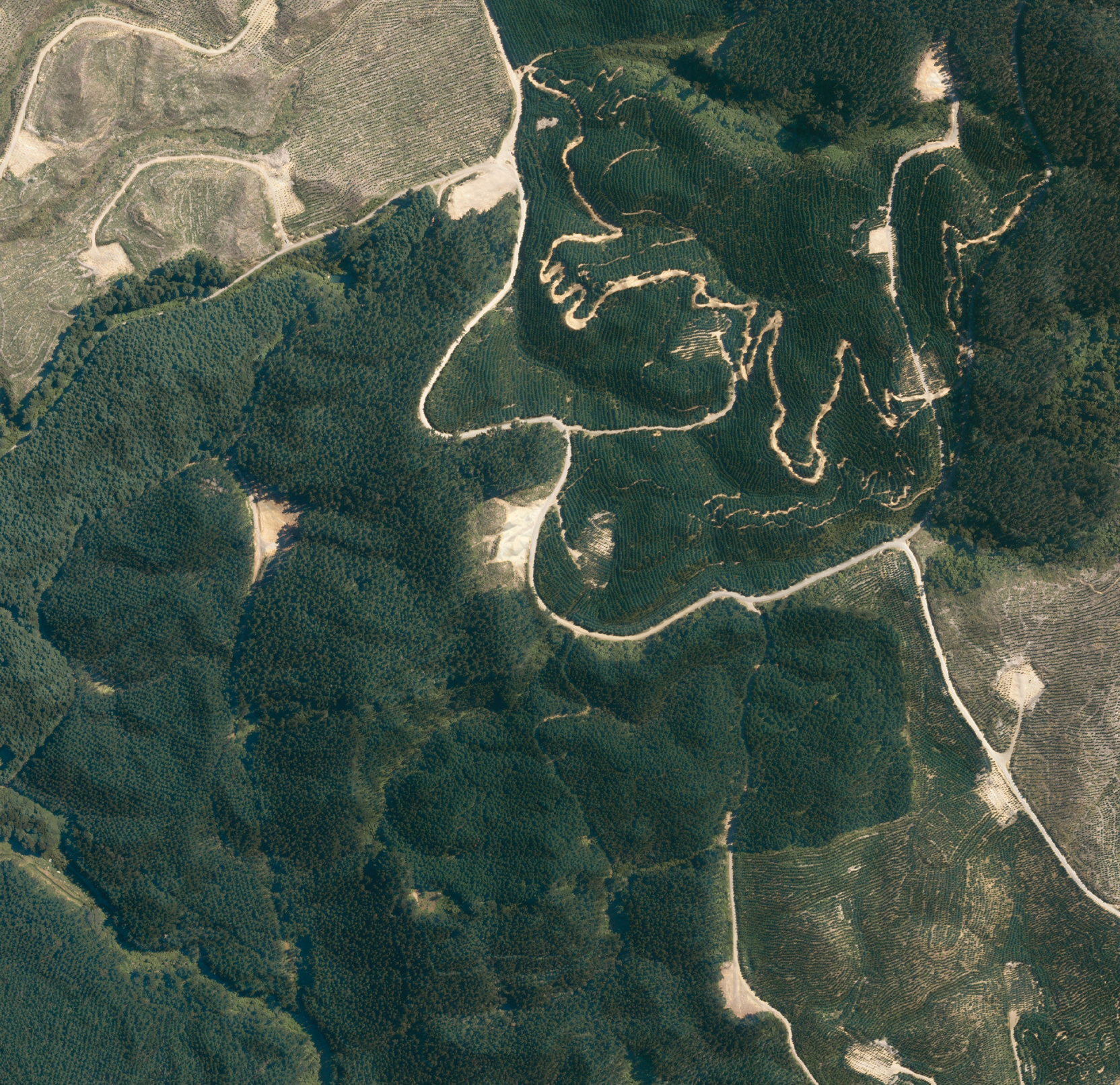 Redwoods Forest Rotorua - Aerial Art
