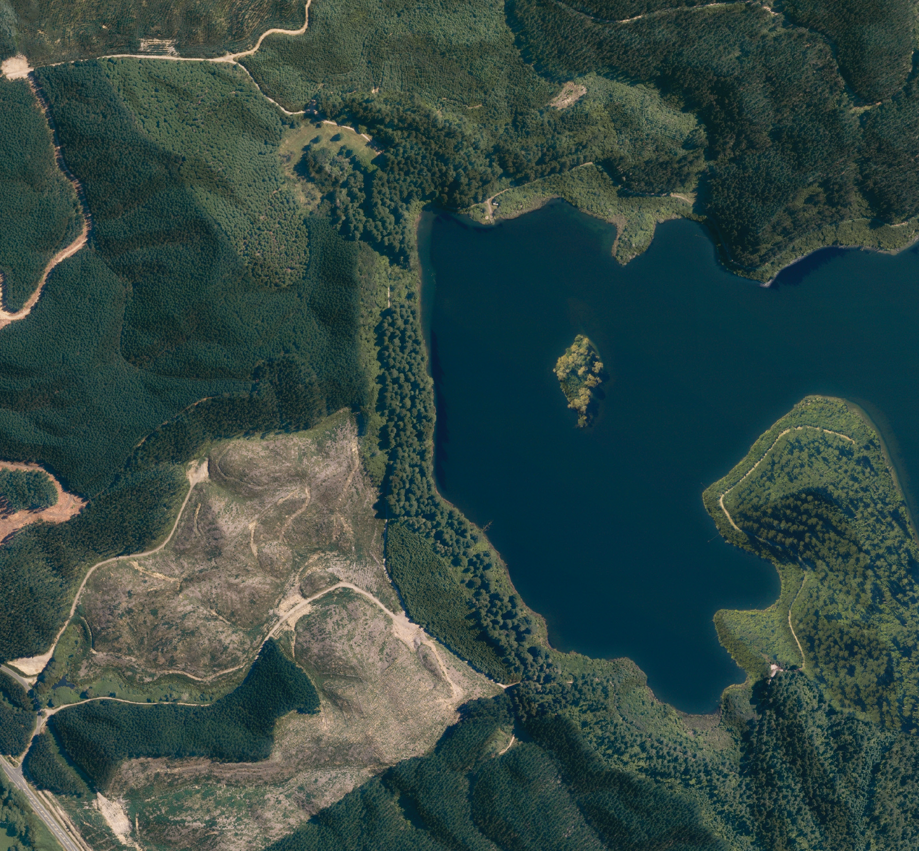 Redwoods Forest Rotorua - Aerial Art